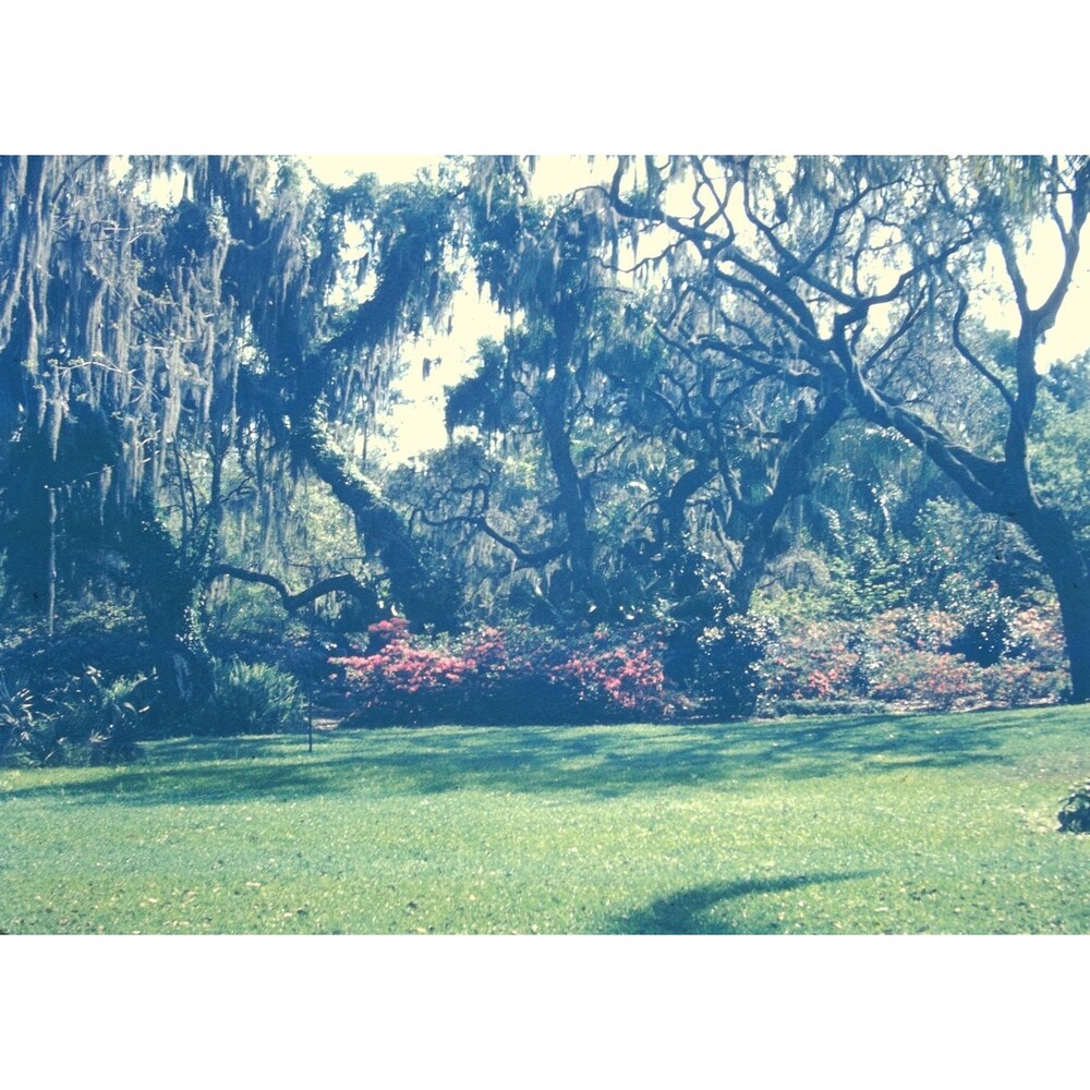 Kodak Slide 35mm 1940s Red Border,  Southern garden scene featuring Spanish moss
